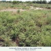 lachides galba azerbaijan biotope3